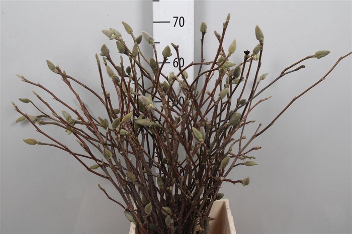 <h4>Magnolia Grandiflora</h4>