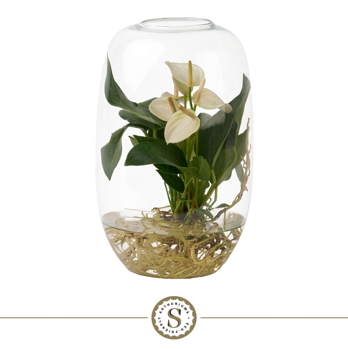 <h4>Aqua Roots Atlantis White</h4>