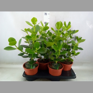 Clusia rosea 'Princess'