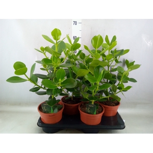 Clusia rosea 'Princess'