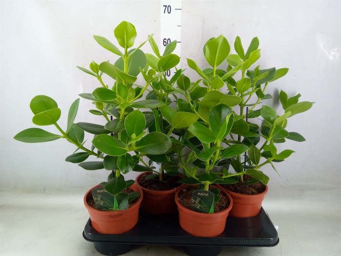 <h4>Clusia rosea 'Princess'</h4>