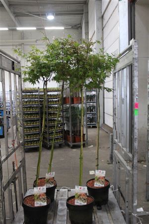 <h4>Acer Palmatum Oridono Nishiki</h4>
