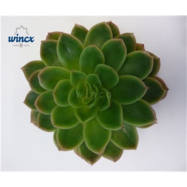 <h4>Echeveria Gilva Cutflower</h4>