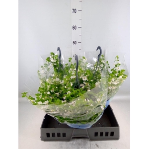 Sutera  'Scopia Gulliver Dyna Whit'