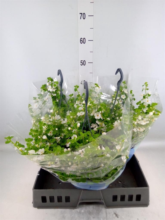 <h4>Sutera 'Scopia Gulliver Dyna Whit'</h4>