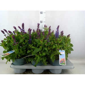 Vaste pltn   ...       [Perennials]