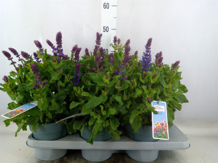 <h4>Vaste pltn   ...       [Perennials]</h4>