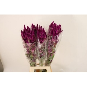 Celosia Celway Purple Clover