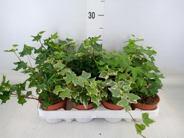 <h4>Hedera   ...mix</h4>