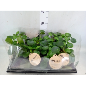 Pilea peperomoides