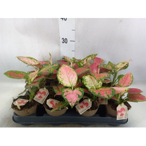 Aglaonema   ...