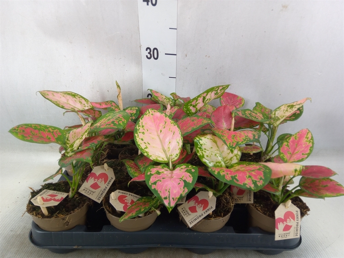 <h4>Aglaonema   ...</h4>