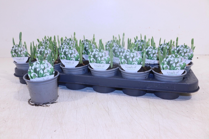 <h4>GALANTHUS HIPPOLYTA</h4>