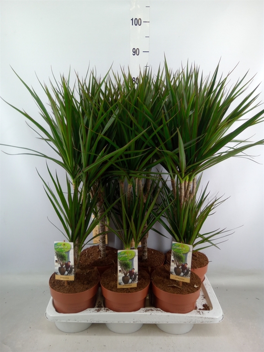 <h4>Dracaena marg.</h4>