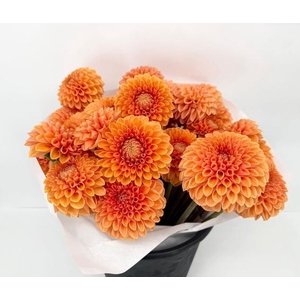 Dahlia Orange Silvya