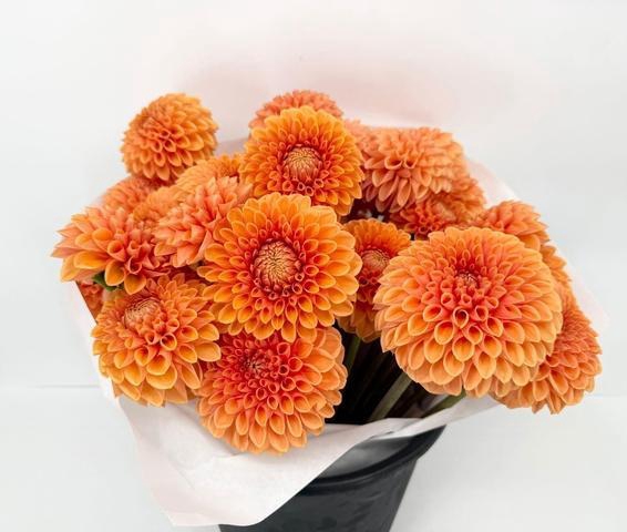 <h4>Dahlia Orange Silvya</h4>