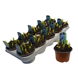 arr8 Scilla Siberica Blue