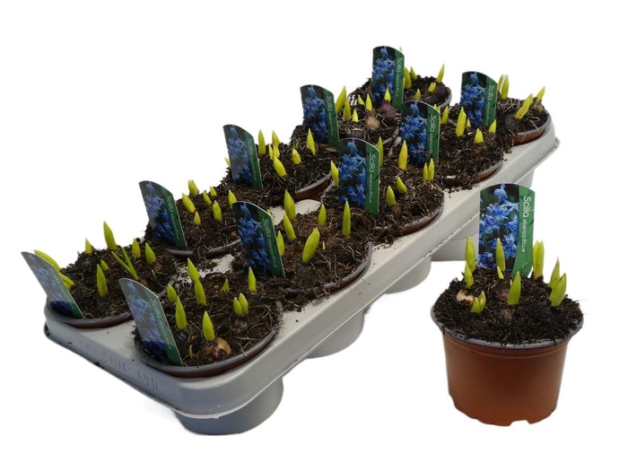 <h4>Scilla Siberica Blauw</h4>