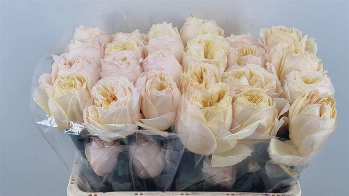 <h4>R Gr Cream Xpression Ll</h4>