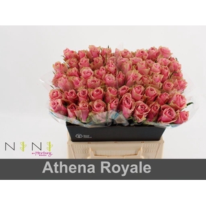 Rosa large athena royale