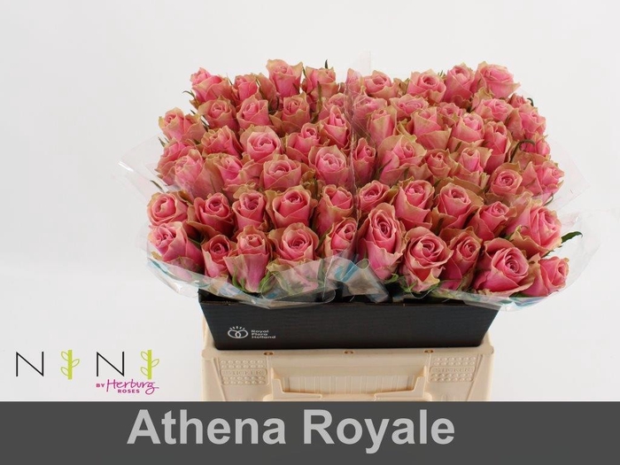 <h4>Rosa large athena royale</h4>