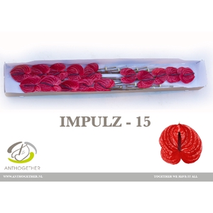 ANTH A IMPULZ 15