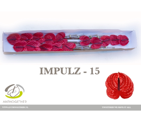 <h4>ANTH A IMPULZ 15</h4>