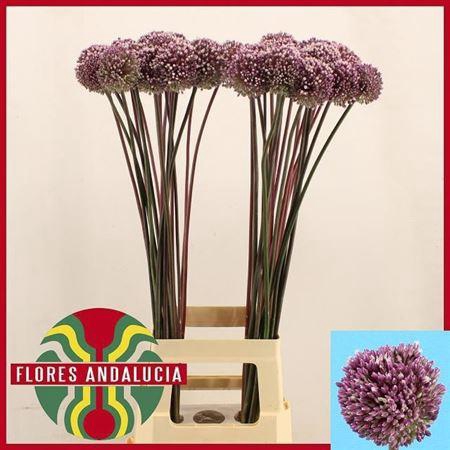 <h4>Allium Summer Drummer</h4>