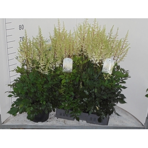 ASTILB A DIAMANT