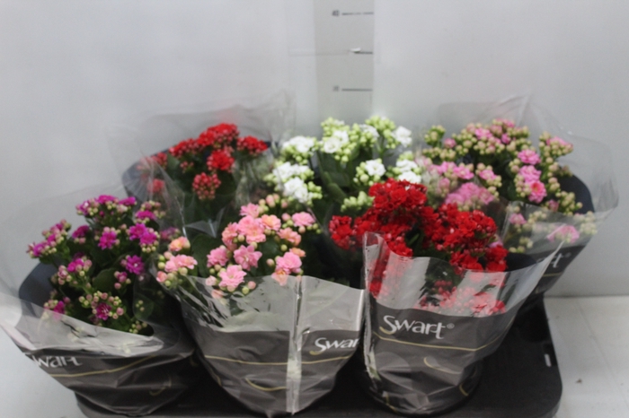 <h4>KALANCHOE DOBRADO P15</h4>