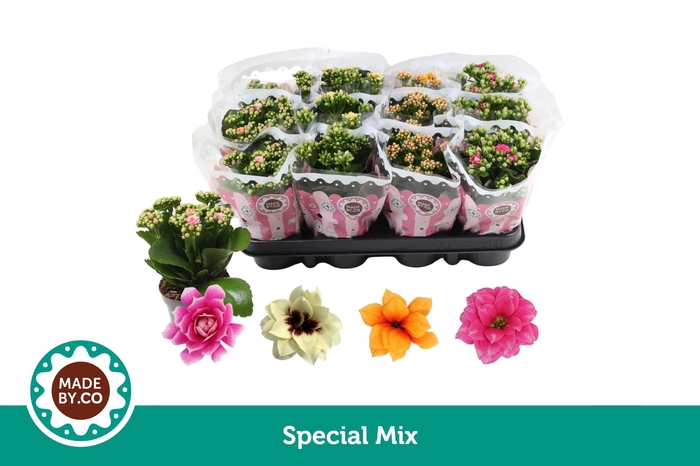 <h4>Kalanchoë Special Mix</h4>