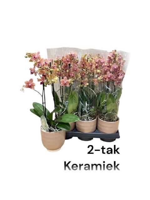 <h4>ARR PHALA MT 14+</h4>