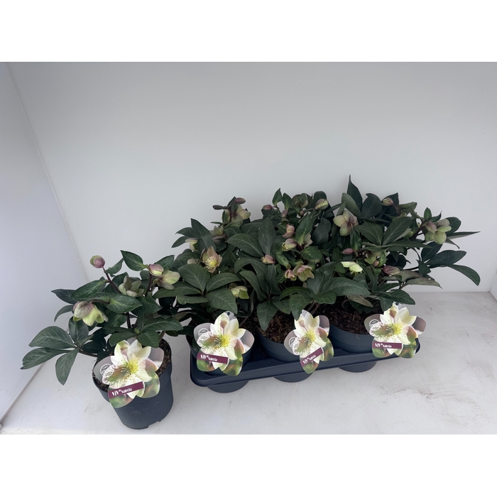 <h4>Helleborus x ericsmithii Viv Valeria 17Ø 35cm 16fl</h4>