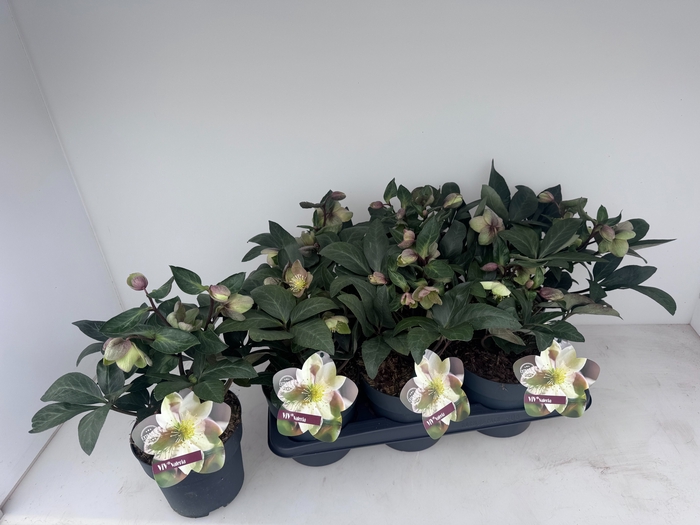 Helleborus x ericsmithii Viv Valeria 17Ø 35cm 16fl