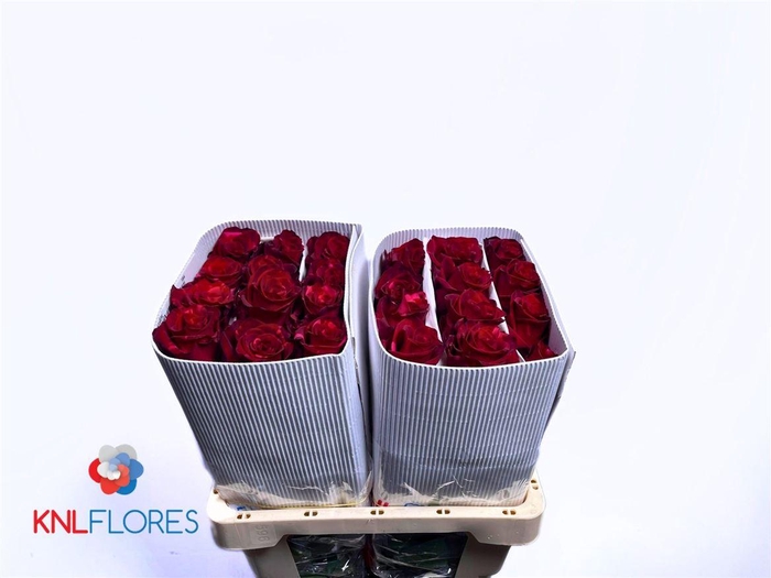 <h4>Rosa a grande fleur Red Panther</h4>