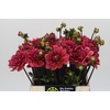 Dahlia Salmon Runner