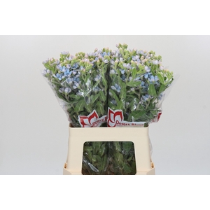 Oxypetalum Tweedia Blue