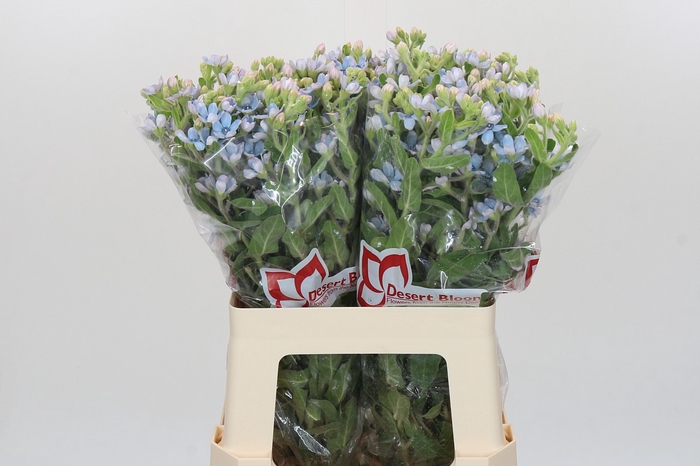 <h4>Oxypetalum Tweedia Blue</h4>