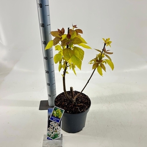 Catalpa Aurea