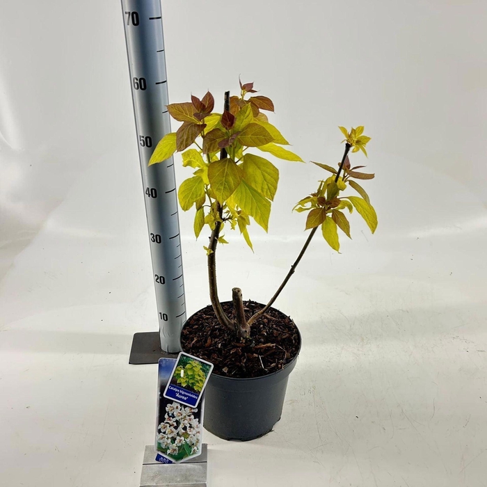 <h4>Catalpa Aurea</h4>