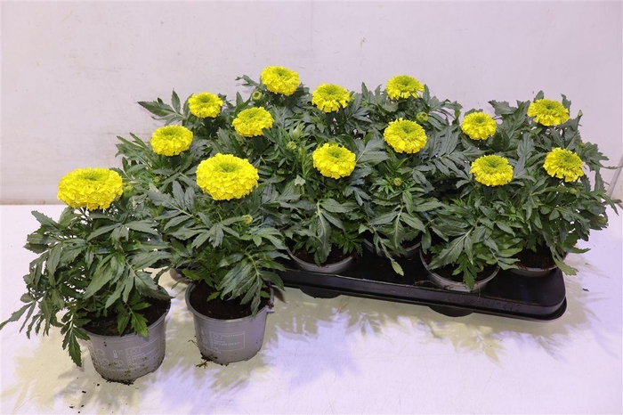 <h4>arr8 Tag Er Taisha Yellow</h4>
