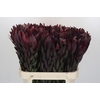 Leucadendron Saf Sunset Dark R.