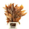 Pres Chestnut Leaf Orange