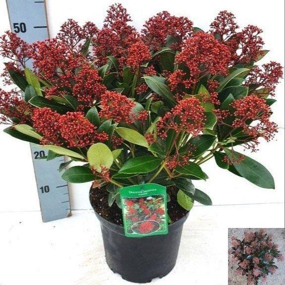 <h4>SKIM J RUBELLA</h4>