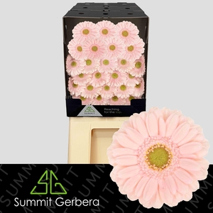 Germini Alix-Noor Diamond