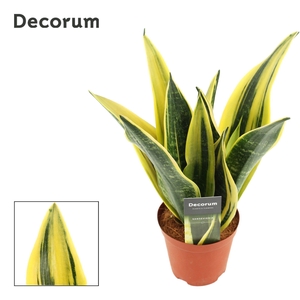 Sansevieria Golden Flame 12 cm (Decorum)