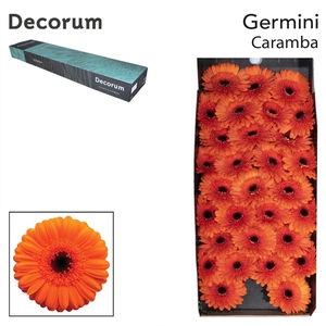 GE MI CARAMBA Doos x60