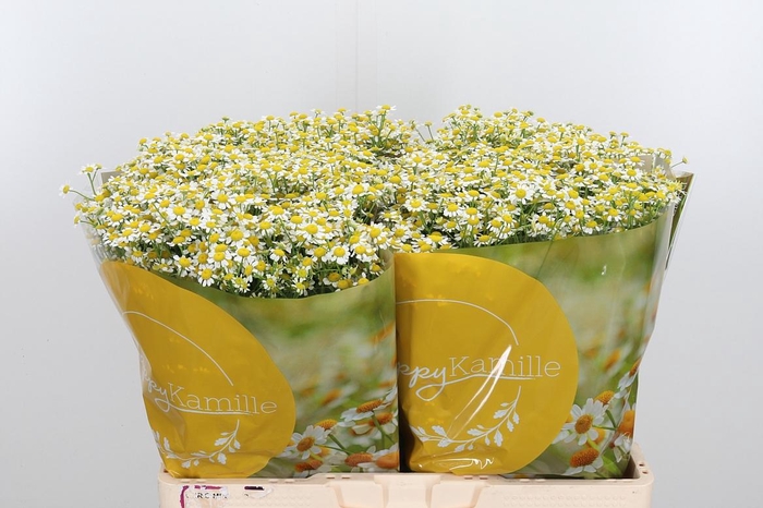 <h4>Tanacetum Pa Single Vegmo</h4>