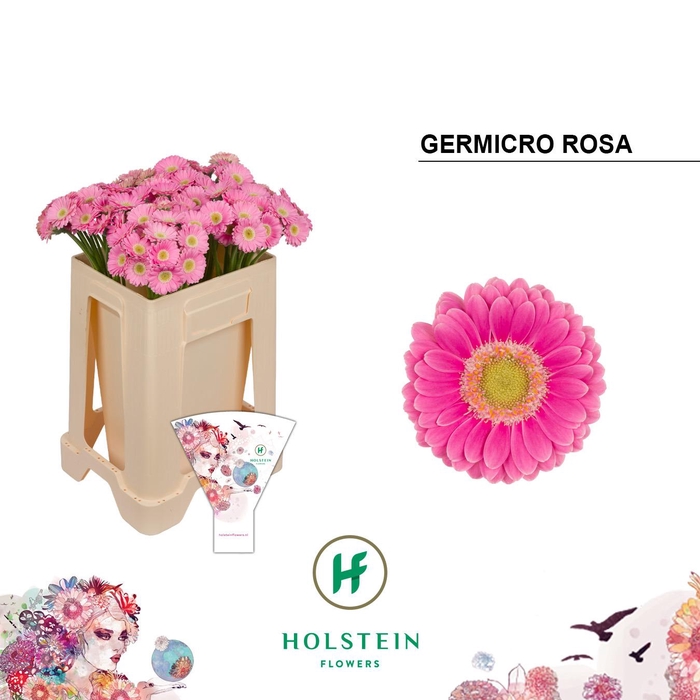 <h4>Nano Rosa</h4>