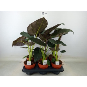 Alocasia  'Regal Shields'